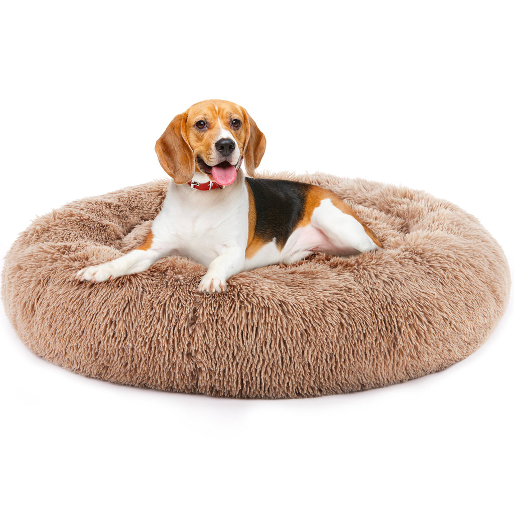 Cat in a plush round bed