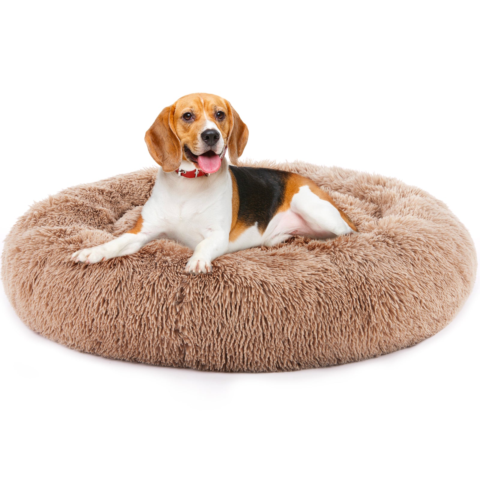 Cat in a plush round bed